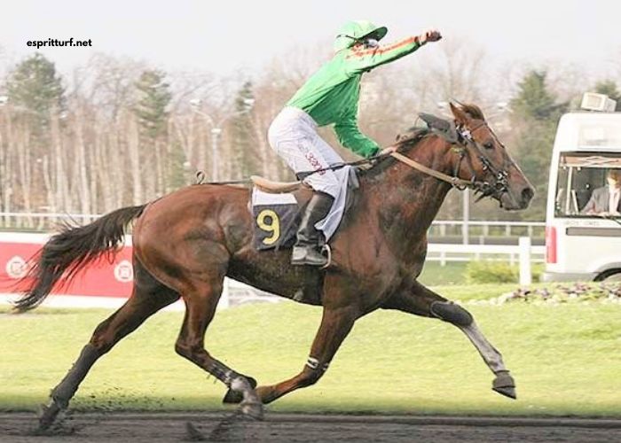 Pronochokant Pmu Du Jour