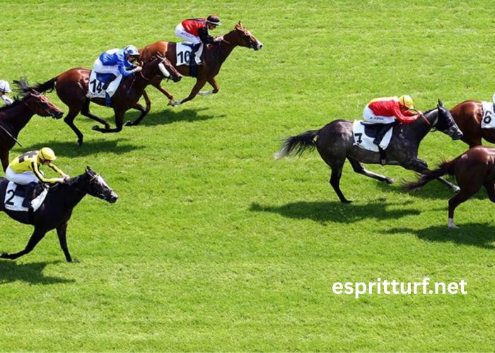 Canalturf Du Jour (3)