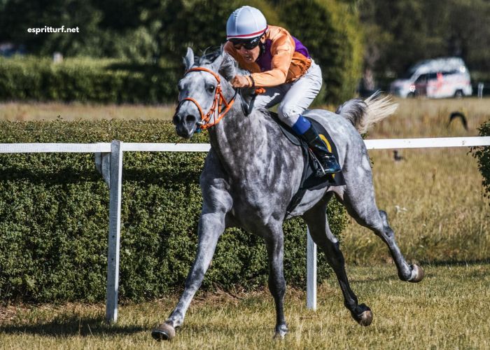 Cheval DE Base