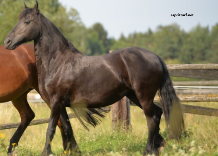 Elimination Des Chevaux