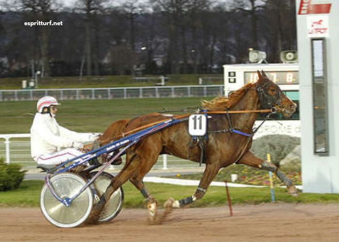 Duo Sur Turf
