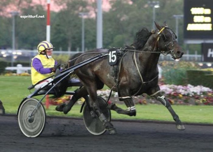 Pronostic en or Gratuite