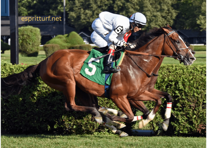 Turf Race Insights: What the Numbers Tell You